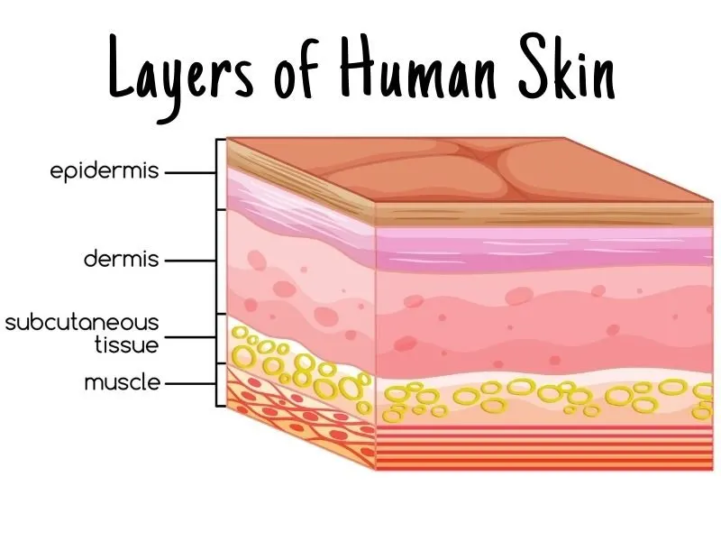 Layers of Human Skin with Dermis and Epidermis